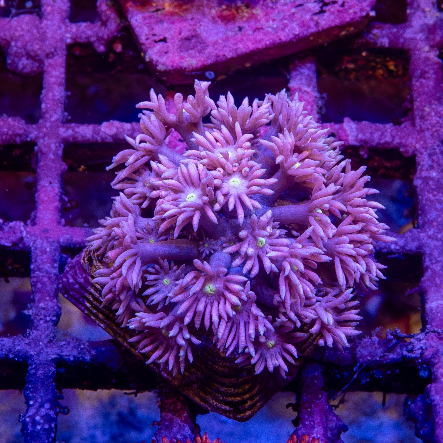 Goniopora Frag 8B - WYSIWYG main image 1