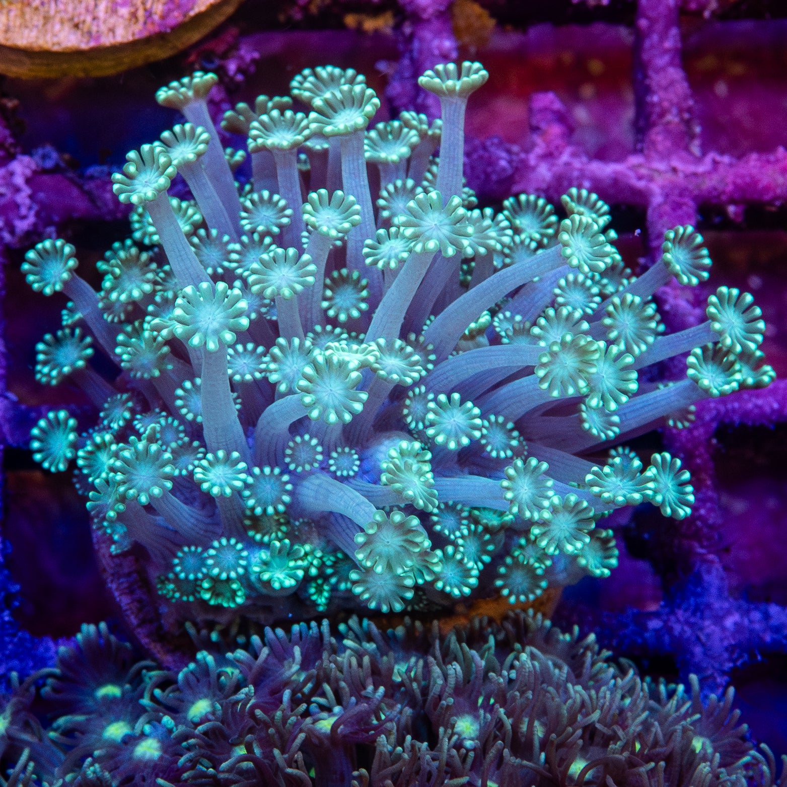 Goniopora Frag 10B - WYSIWYG main image 0