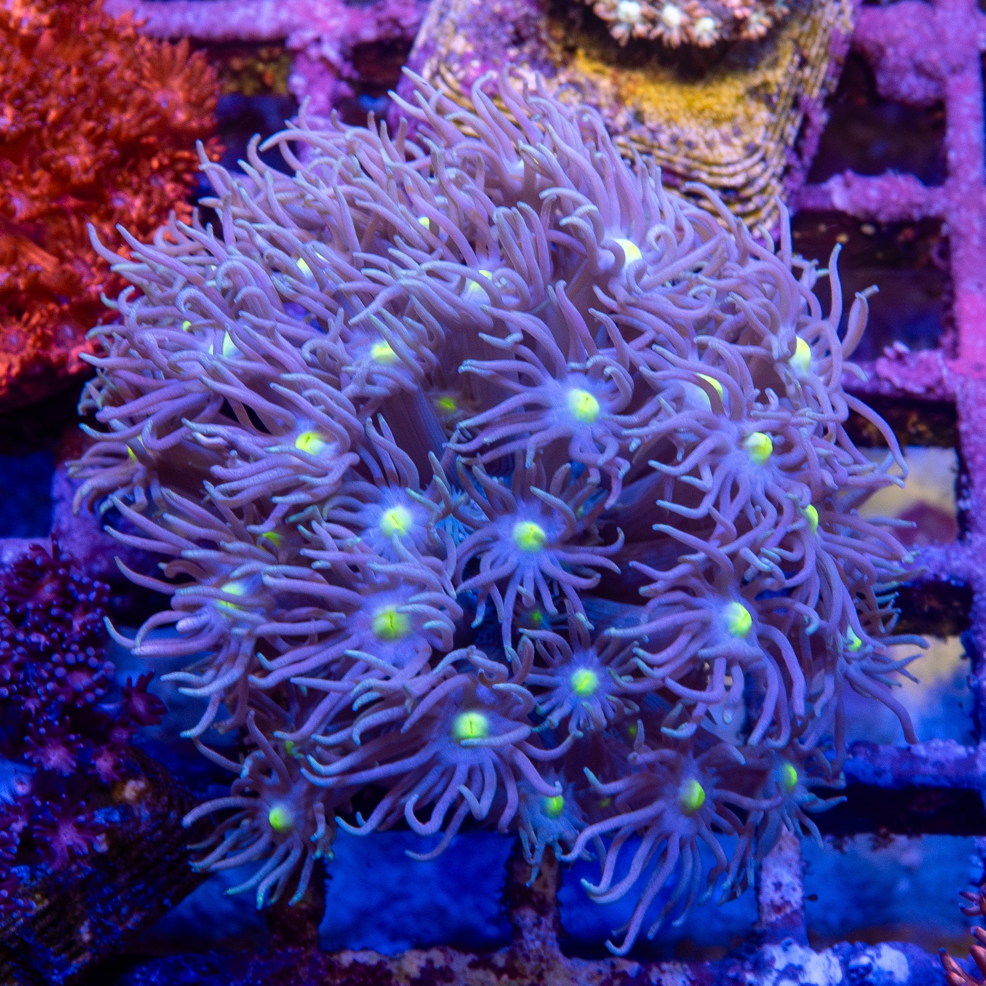 Goniopora Frag 10B - WYSIWYG