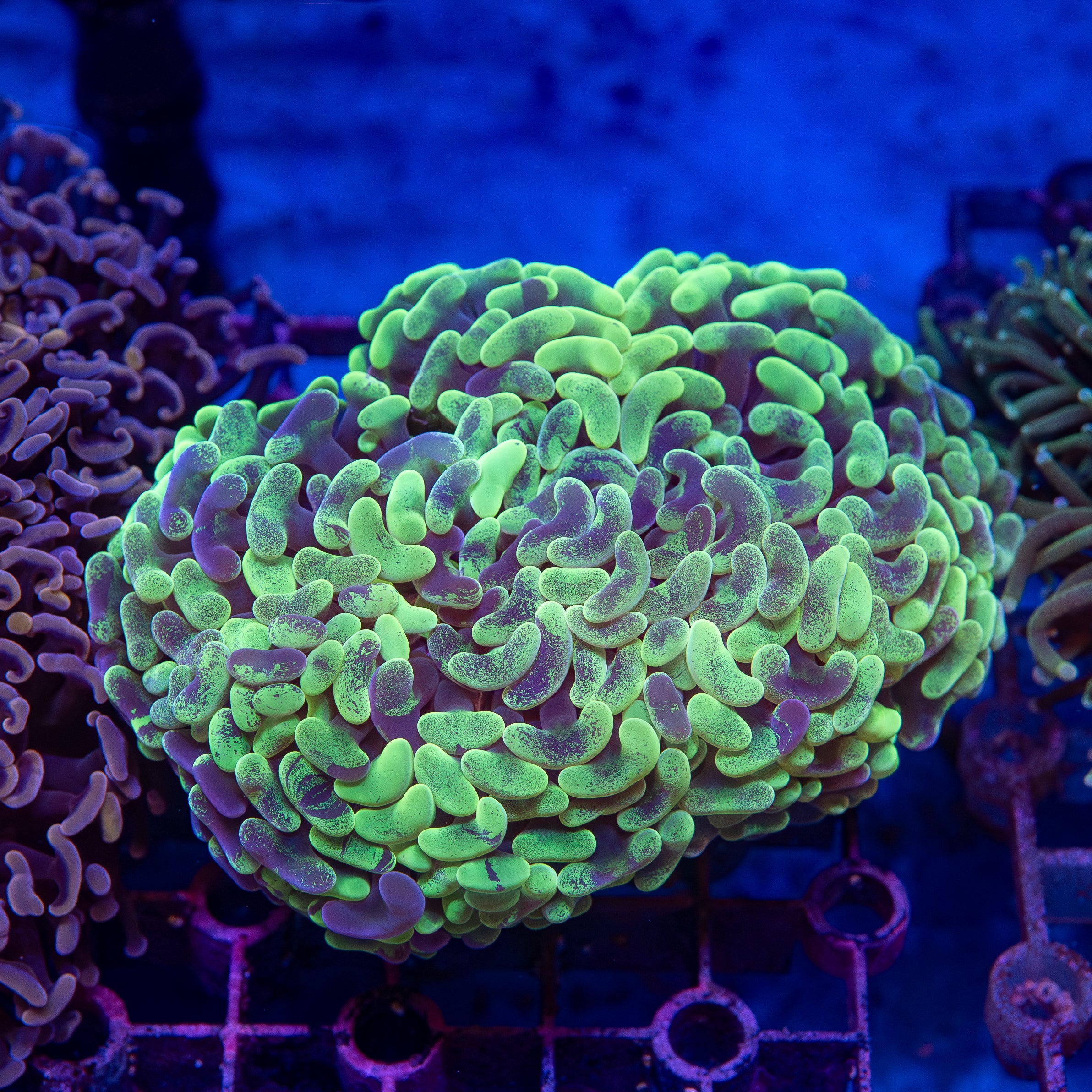 Green Blotchy Hammer | Eastwood Aquarium