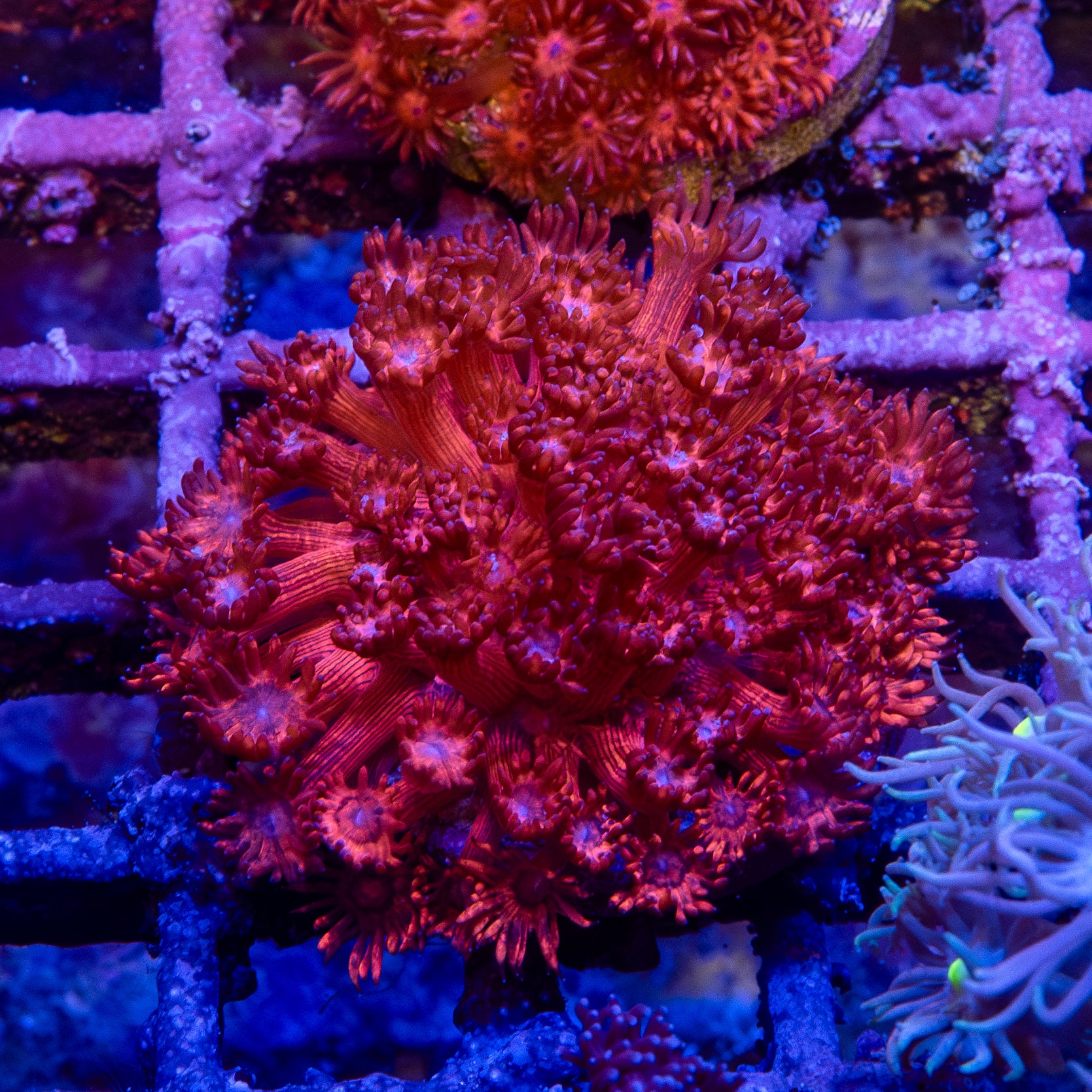 Goniopora Frag 1B - WYSIWYG main image 1