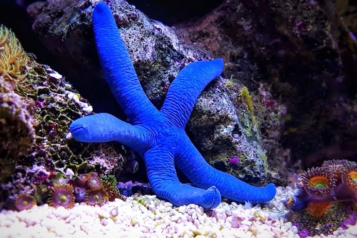 Starfish Uncovered
