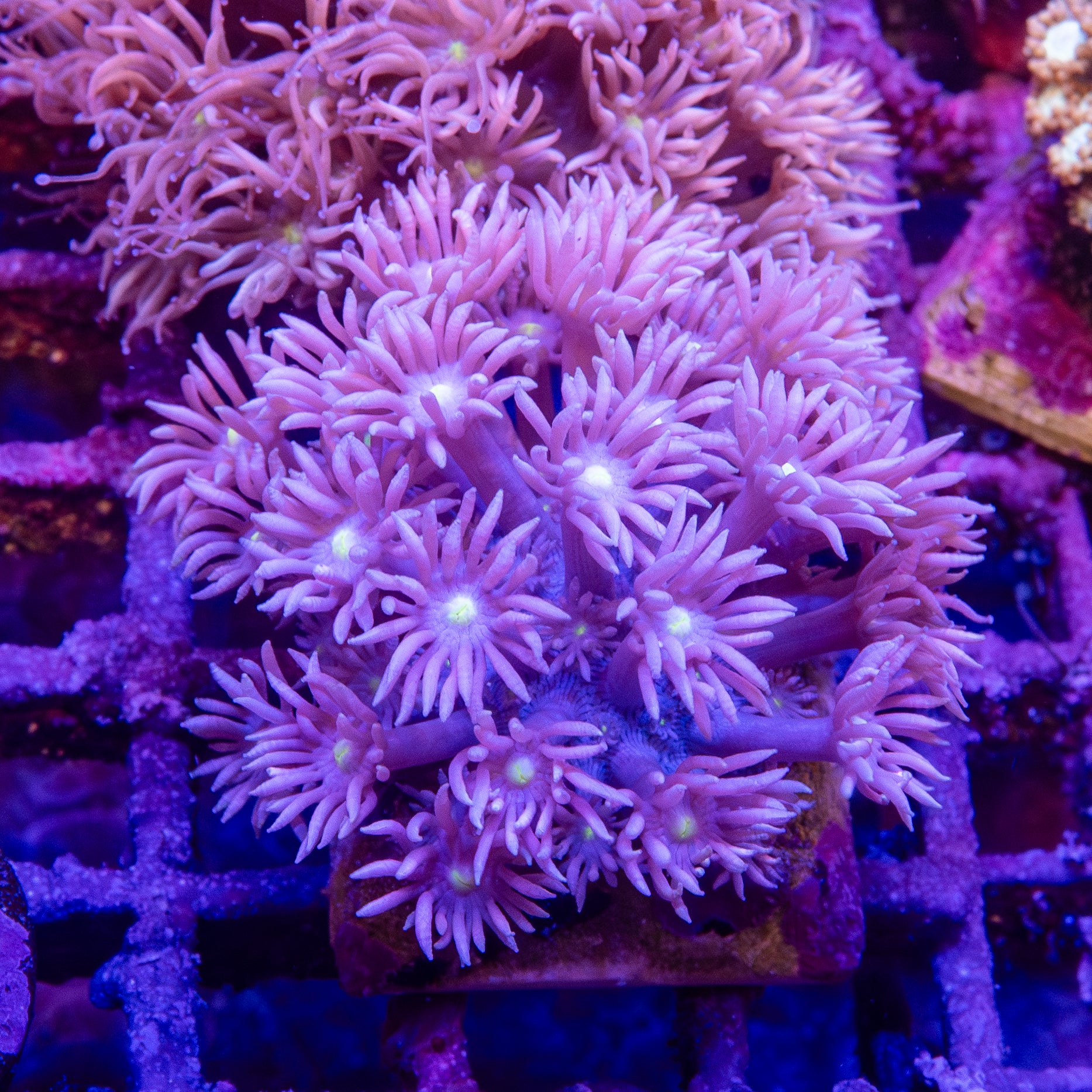 Goniopora Frag 4B - WYSIWYG main image 1